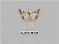 藏品(螟蛾287)的圖片